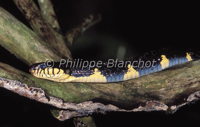 boiga dendrophila.JPG - Serpent des palétuviersBoiga dendrophila Mangrove snake or Gold-ringed Cat SnakeSquamata, ColubridaeMalaisie